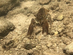 Austropotamobius pallipes