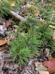 Dendrolycopodium