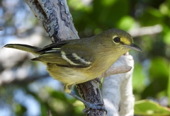Vireo crassirostris