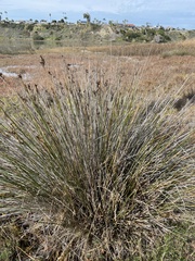 Juncus acutus leopoldii