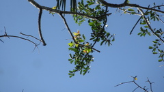 Zanthoxylum acuminatum