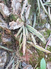 Lepismium cruciforme