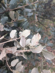 Dryomyia lichtensteinii