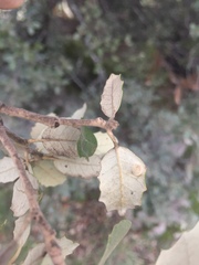 Dryomyia lichtensteinii