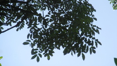 Zanthoxylum acuminatum
