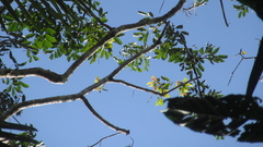 Zanthoxylum acuminatum