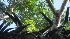 Zanthoxylum acuminatum