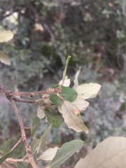 Dryomyia lichtensteinii