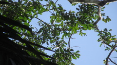 Zanthoxylum acuminatum