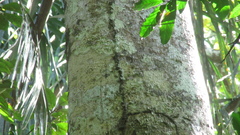 Zanthoxylum acuminatum