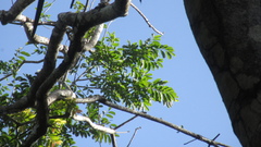 Zanthoxylum acuminatum
