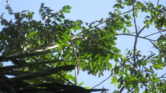 Zanthoxylum acuminatum