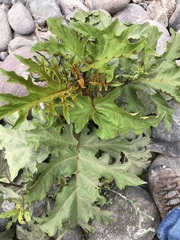 Solanum chrysotrichum