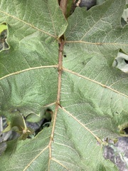 Solanum chrysotrichum