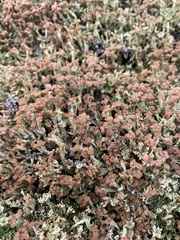 Cladonia chlorophaea