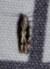 Coleotechnites florae