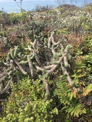 Austrocylindropuntia