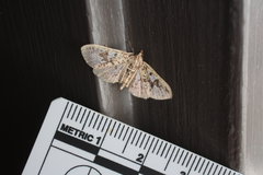 Palpita freemanalis