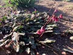 Hermannia coccocarpa