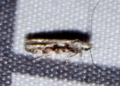 Coleotechnites florae