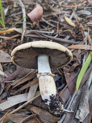 Agaricus