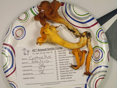 Cantharellus flavolateritius