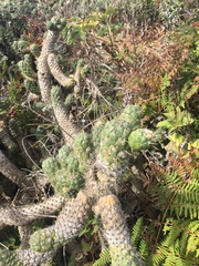 Austrocylindropuntia