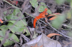 Phoenicolacerta troodica