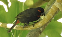 Melopyrrha violacea