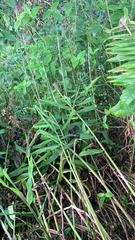 Hedychium