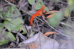 Phoenicolacerta troodica