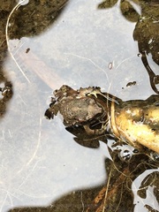 Rhinella limensis