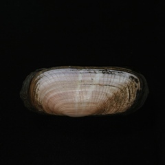 Solecurtus divaricatus