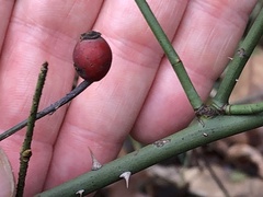 Rosa arvensis