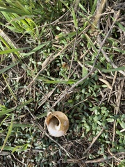 Otala lactea