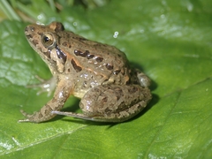 Discoglossus galganoi