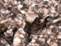 Andricus dentimitratus