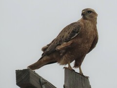 Buteo buteo vulpinus