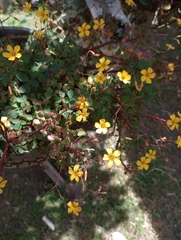 Oxalis spiralis