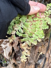 Adiantum