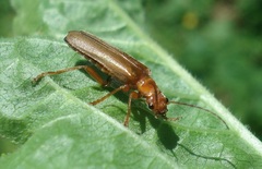 Cantharis rufa