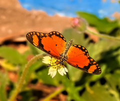 Acraea serena