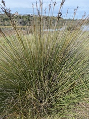 Juncus acutus leopoldii
