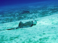 Caranx ruber