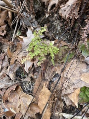 Adiantum