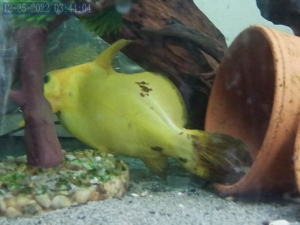 Catfish