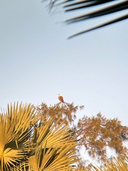 Haliaeetus leucogaster