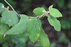 Helicteres baruensis