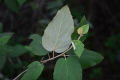 Helicteres baruensis