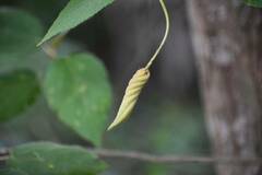 Helicteres baruensis